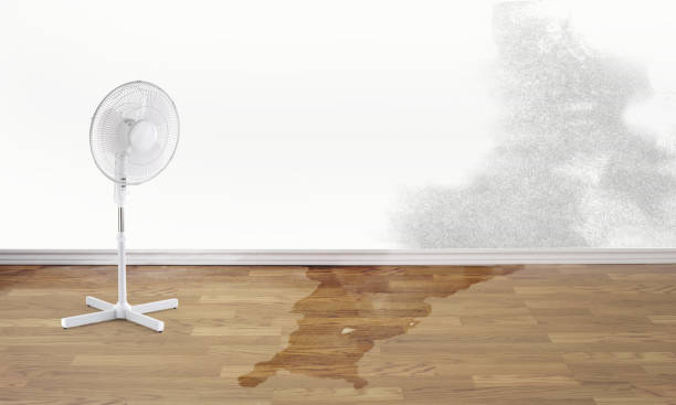 Best Mold removal after water damage  in Platte City, MO